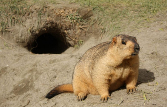 Ховд аймгийн Булган суманд тарваган тахал илэрчээ