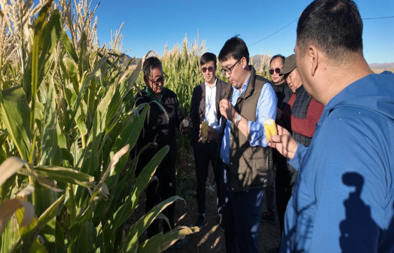 Ховд аймгийн Алтай сумын усалгаатай тариаланг сэргээж байна