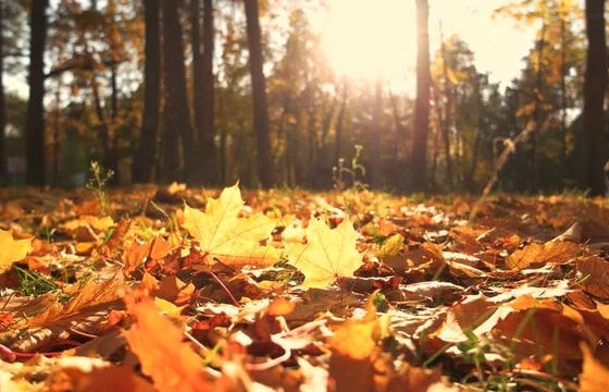 СЭТГЭЛИЙН НАМАР