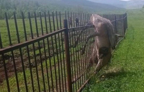 Стандарт бус хориг хашаанд зэрлэг амьтад бэртэж, гэмтсээр байна