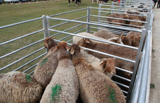 Малын үзэсгэлэн худалдаа маргааш эхэлнэ