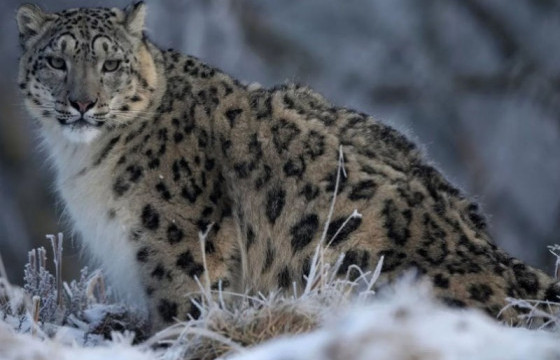 Өнөөдөр олон улсын цоохор ирвэсийн өдөр