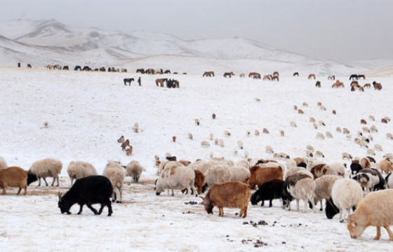Нийт нутгийн 68 хувьд цастай байна