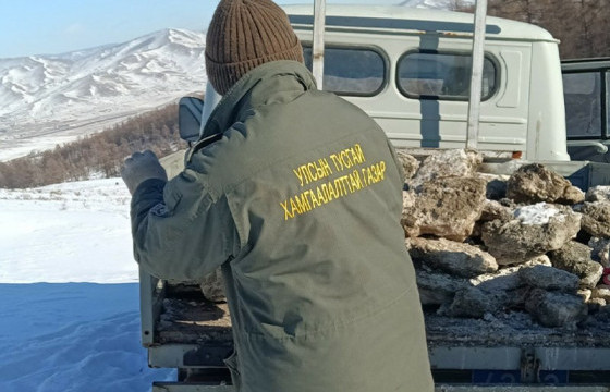 Байгаль хамгаалагчид янгир, бор гөрөөс бугад хужир тавьж өгчээ