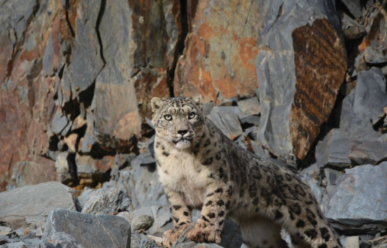   “Уулын эзэн”-ий хамгаалалд хамтдаа  