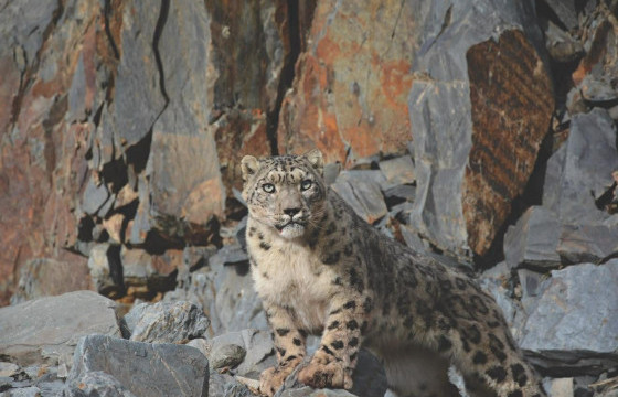 Цоохор ирвэсийг хамтарч хамгаална