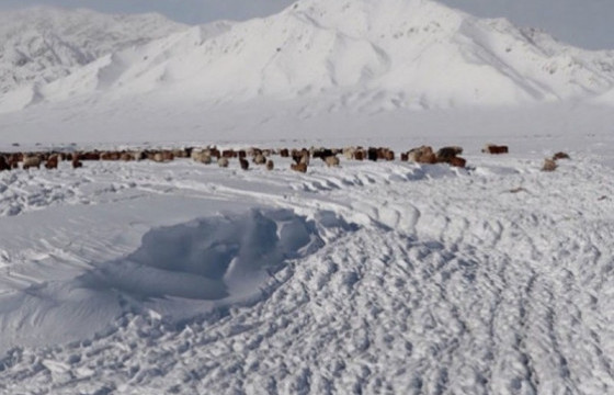 Нийт нутгийн 87 хувьд цастай байна