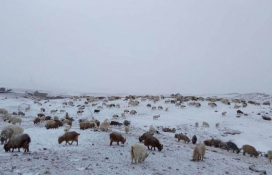 11 аймгийн 43 сум цагаан зудтай байна