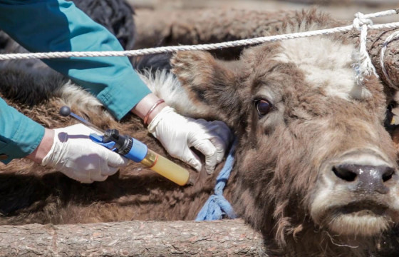 Төв аймгийн зарим суманд малын шүлхий өвчин гарчээ